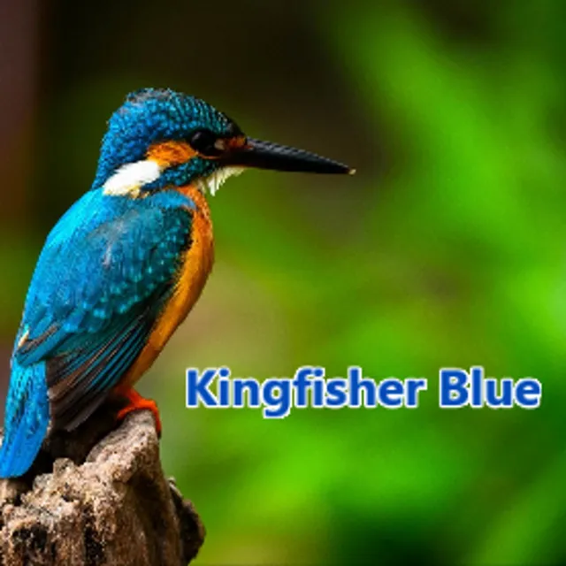 Kingfisher Blue