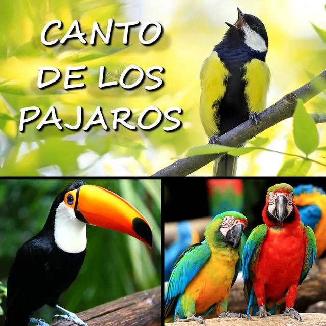 Canto de los Pajaros