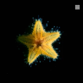 Starfish by Tomer Baruch