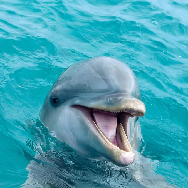 dolphin