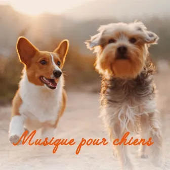 Musique pour chiens - Technique de relaxation con sons naturels, piano, des oiseaux, bruit de l eau, meditation and relaxation by Chiens relaxation profonde