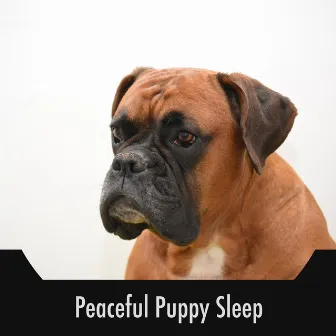 Peaceful Puppy Sleep by Calming Doggy Sleep