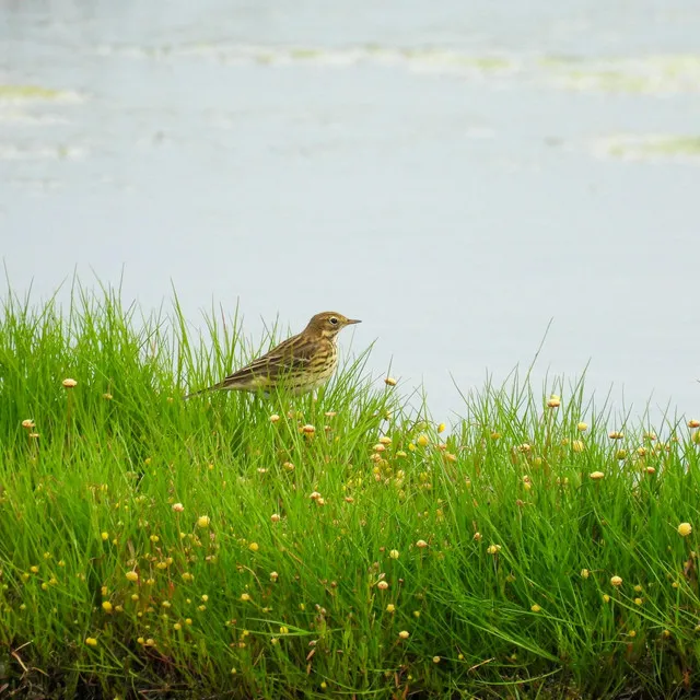 Engadin Birds