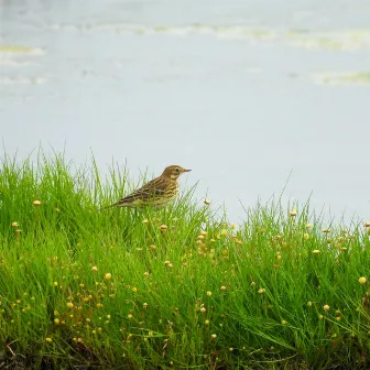 Engadin Birds by your2040