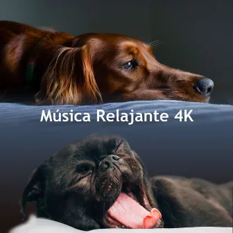 Música Relajante 4K by Música Relajante Para Leer