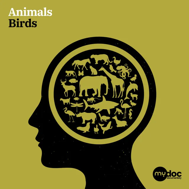 Animals - Birds