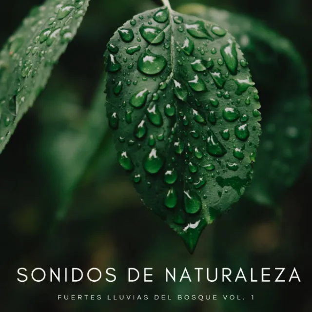 Sonidos De Naturaleza: Fuertes Lluvias Del Bosque Vol. 1