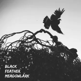 Graveyards by Black Feather Meadowlark