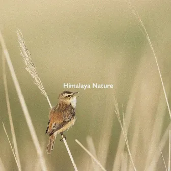 Himalaya Bird Sounds by Himalaya Nature