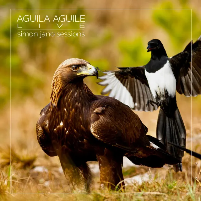 Aguila Aguile