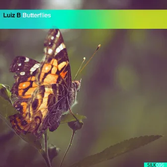 Butterflies by Luiz B