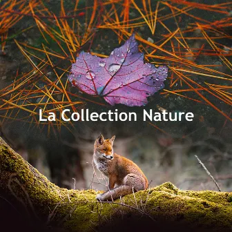 La Collection Nature by Oasis de Musique Nature Relaxante