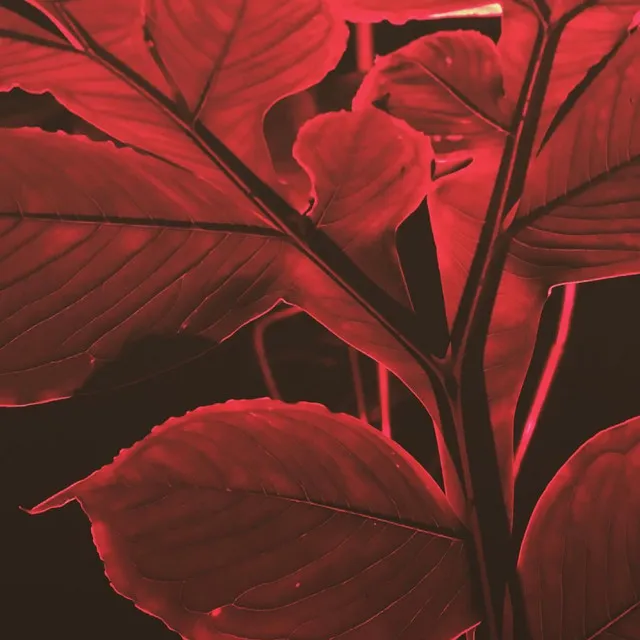 Red Leaves