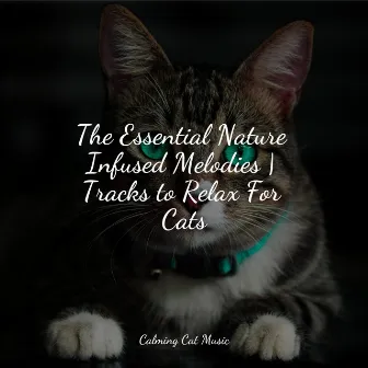 The Essential Nature Infused Melodies | Tracks to Relax For Cats by Music for Cats Project