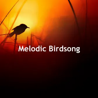 Melodic Birdsong by HD Nature Sound Library