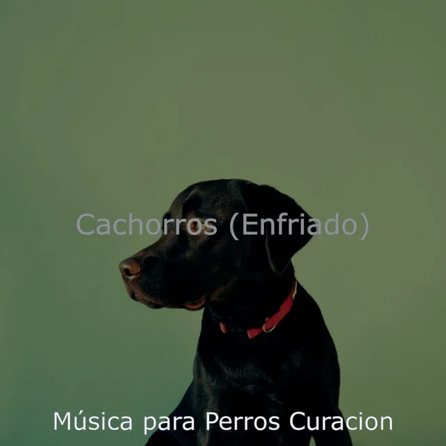 Cachorros (Enfriado)