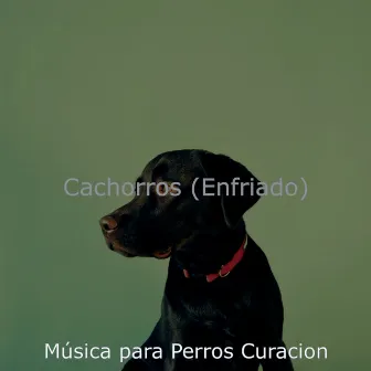 Cachorros (Enfriado) by Música para Perros Curación