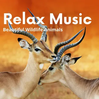 Beautiful Wildlife Animals and Relax Music by Unknown Artist