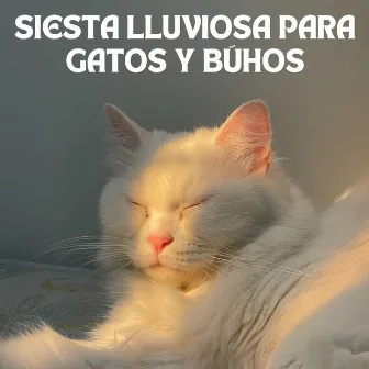 Siesta Lluviosa Para Gatos Y Búhos by Música de gatos