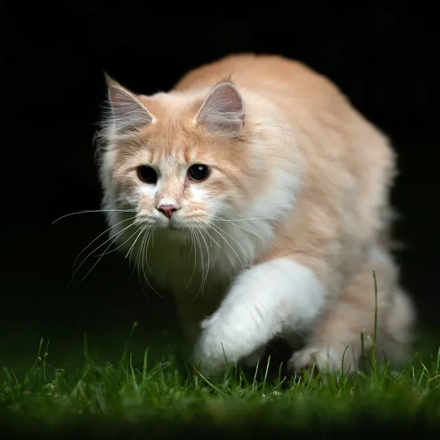 Twilight Nature's Harmony: Calming Crickets at Night for Contented Cats