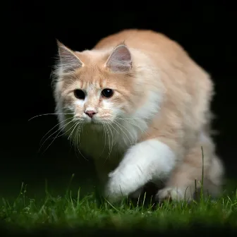 Twilight Nature's Harmony: Calming Crickets at Night for Contented Cats by Nature's Noise