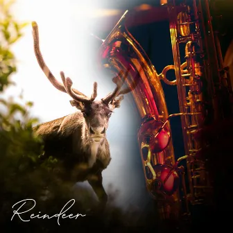 Reindeer by Reindeer