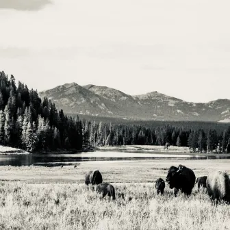 Yellowstone by Billy Mann