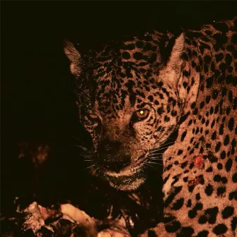 Jaguar by FEEZZ