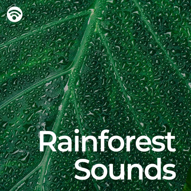 Relaxing Rainforest Sounds