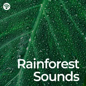 Rainforest Sounds by Relaxing Rainforest Sounds