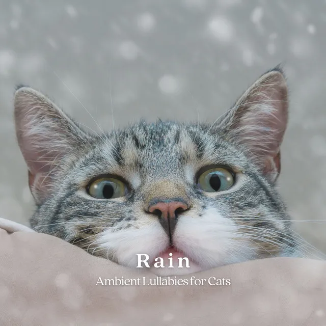 Rain: Ambient Lullabies for Cats