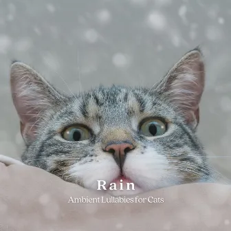 Rain: Ambient Lullabies for Cats by Calming Cat Music