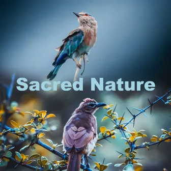 Sacred Nature by Calm Singing Birds Zone