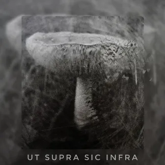 UT SUPRA, SIC INFRA by Shark Tooth