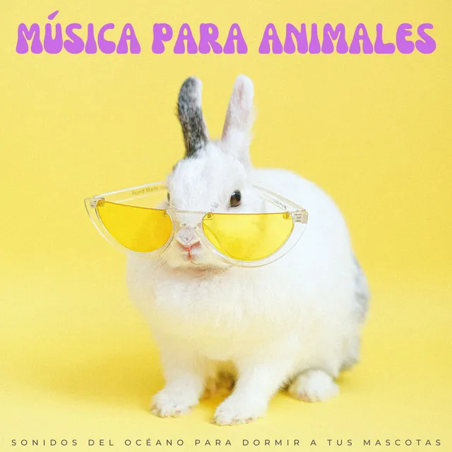 Música Para Animales: Sonidos Del Océano Para Dormir A Tus Mascotas