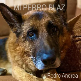 Mi perro Blaz by Pedro Andrea