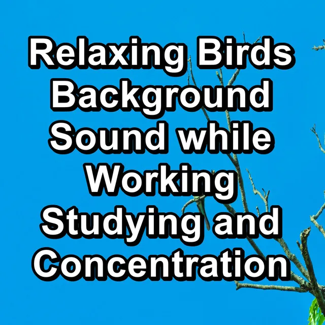 Relaxing Birds Background Sound while Working Studying and Concentration