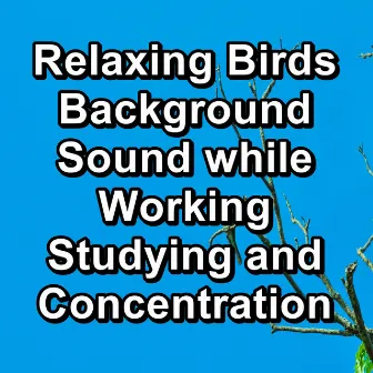 Relaxing Birds Background Sound while Working Studying and Concentration by Relaxing Bird Sounds