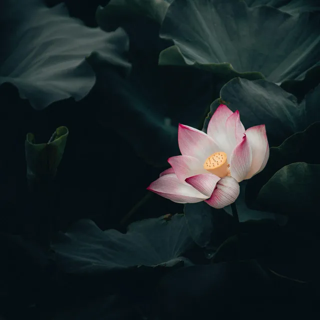 Lotus