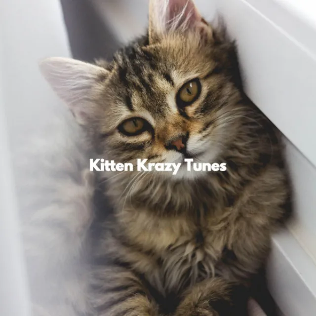 Kitten Krazy Tunes