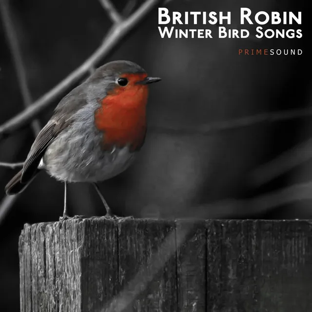 British Robin Winter Bird Songs