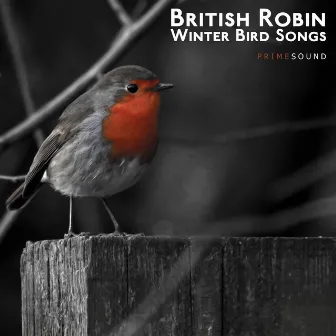 British Robin Winter Bird Songs by Prime Sound