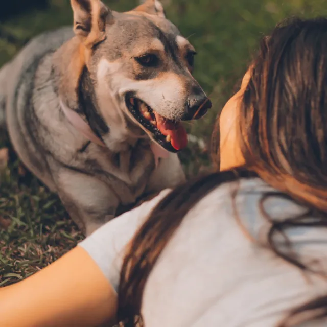 Simple Anxious Dogs