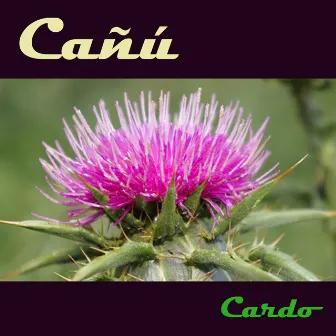 Cardo by Canu