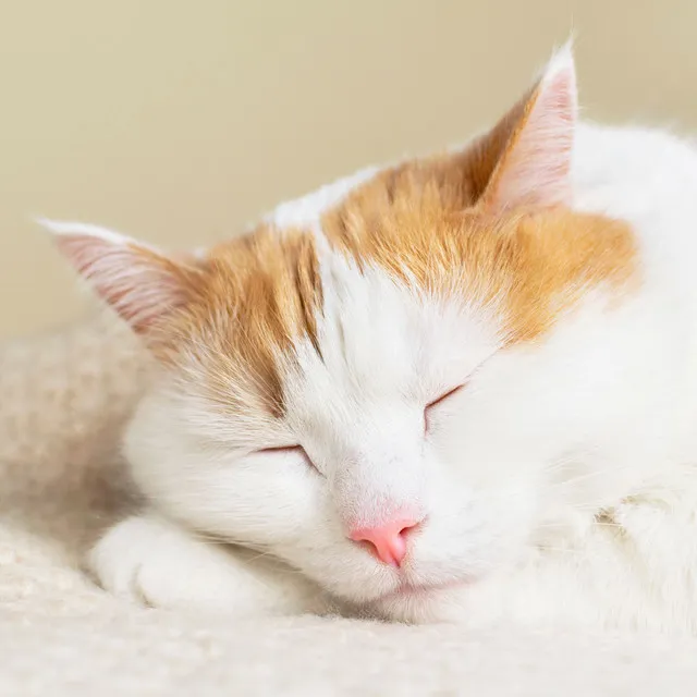 Catnap Delight: Ambient Soundscapes for Restful Cats