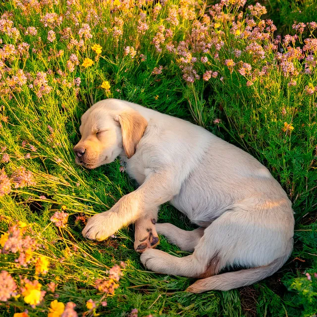 Tonos Suaves Para Perros