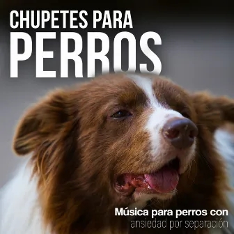 Chupetes para Perros by Música para perros con ansiedad por separación