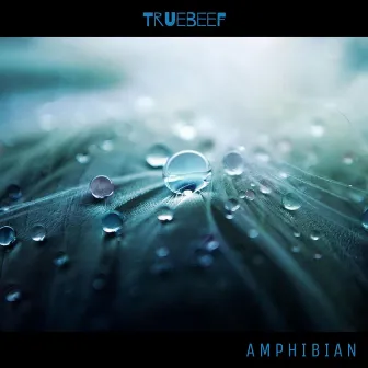 Amphibian by Mind Tourist