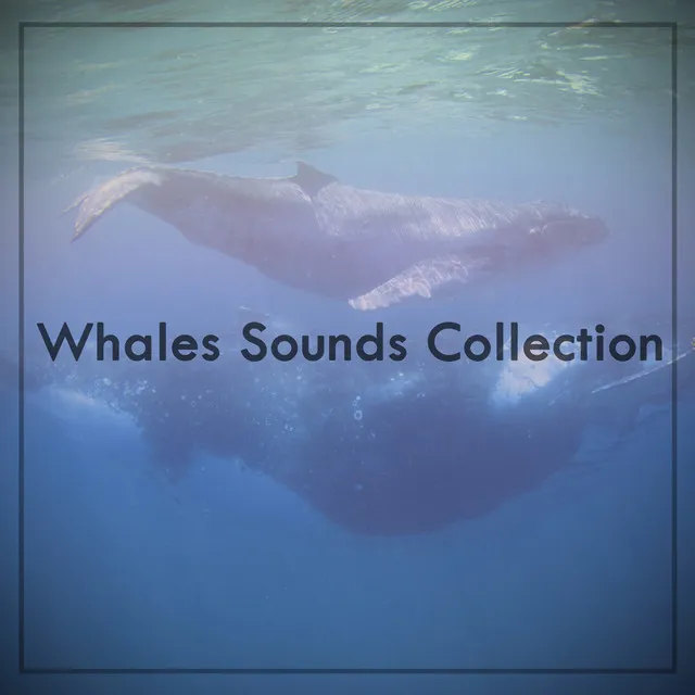 Whales Sample