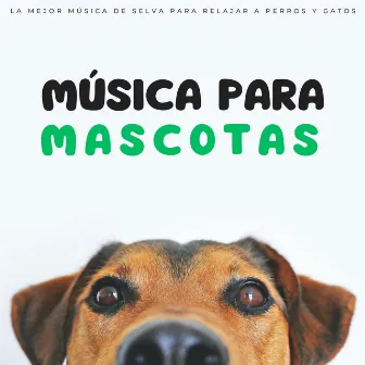 Música Para Mascotas: La Mejor Música De Selva Para Relajar A Perros Y Gatos by Música para mascotas